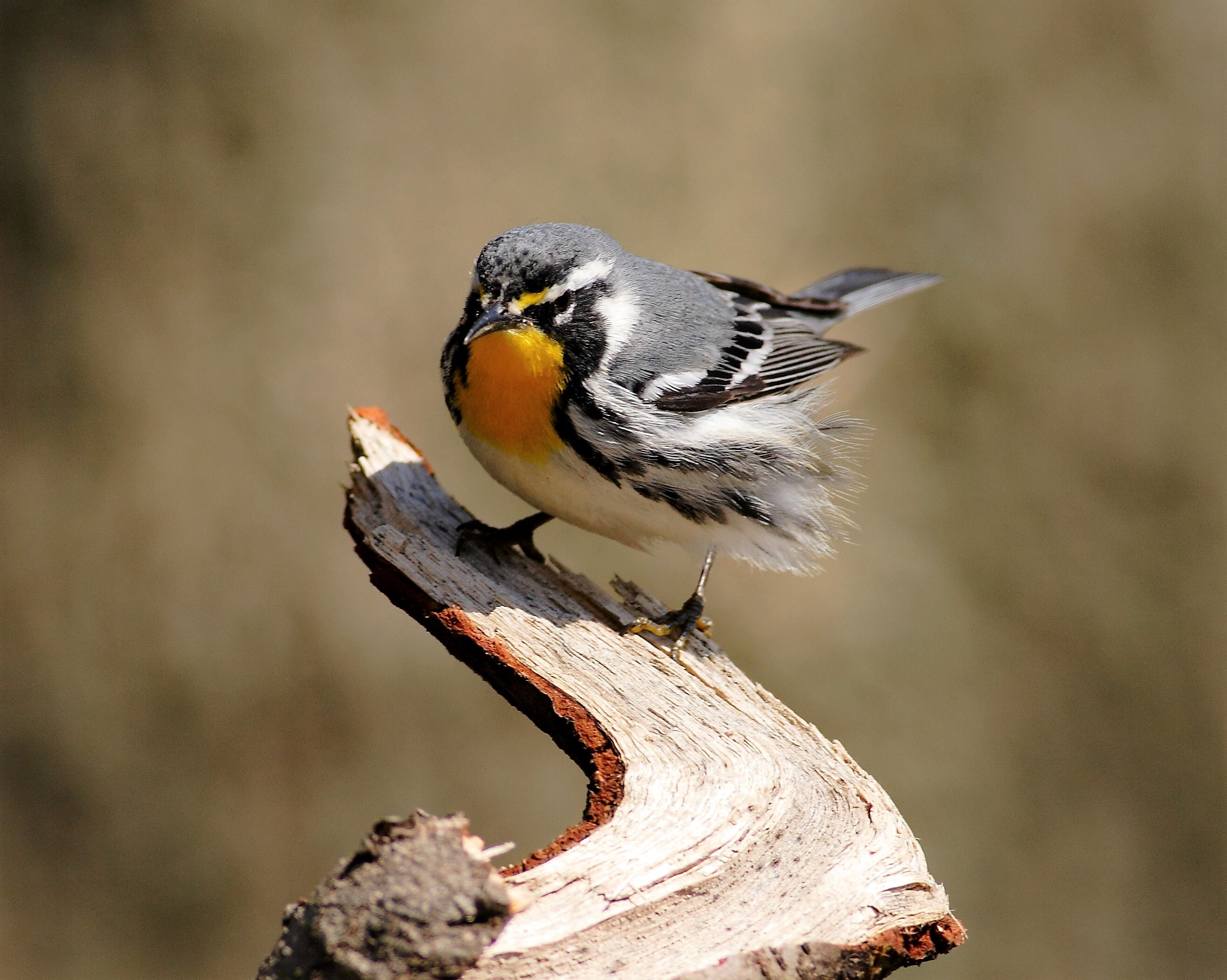 The southern Yellow-throated Warbler recently made an appearance in the warbler-filled woods of Alley Pond Park. Photo: <a href="https://www.flickr.com/photos/120553232@N02/" target="_blank">Isaac Grant</a>