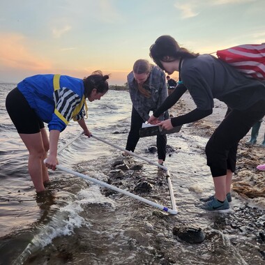 Volunteers count Atlantic Horseshoe Crabs in Jamaica Bay to monitor breeding populations. Photo: NYC Bird Alliance