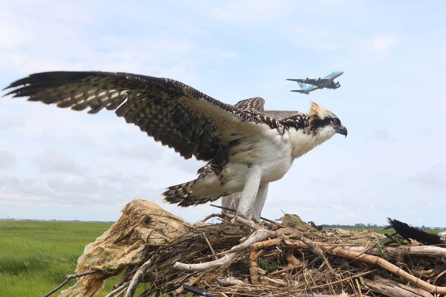 Nesting Osprey at Jamaica Bay Wildlife Refuge. Photo: <a href="https://www.facebook.com/don.riepe.14" target="_blank" >Don Riepe</a>