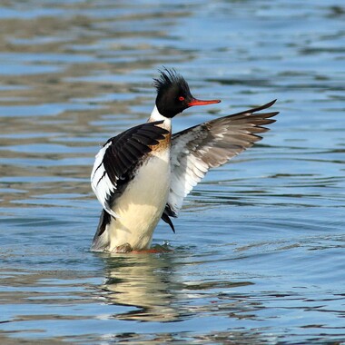 Wintering Red-breasted Mergansers find plenty of fish to eat along Staten Island's shore. Photo: <a href="https://www.flickr.com/photos/120553232@N02/" target="_blank" >Isaac Grant</a>