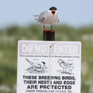 This Common Tern adds emphasis to the sign below prohibiting beachgoers from entering tern, plover, and oystercatcher nesting grounds at Nickerson Beach, Long Island. Photo: Debra Kriensky