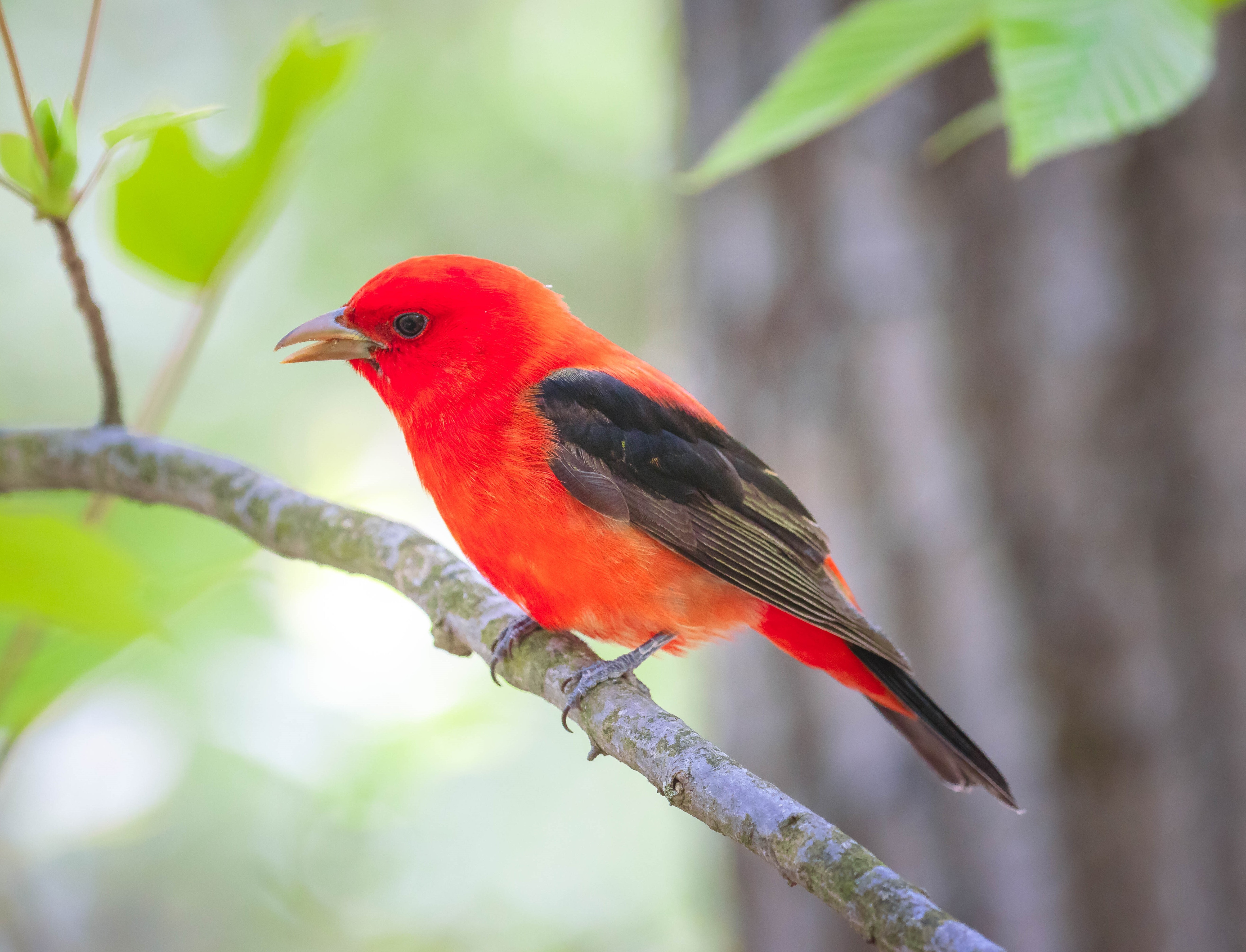 Scarlet Tanagers stop through High Rock Park's woodlands during migration. Photo: <a href="https://www.flickr.com/photos/51819896@N04/" target="_blank">Lawrence Pugliares</a>