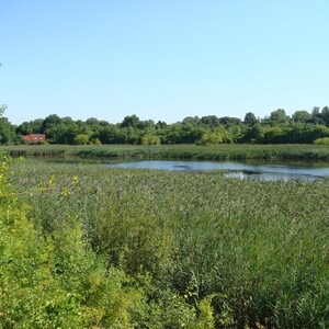 Ridgewood Reservoir's main freshwater basin is a surprisingly wild habitat in western Brooklyn. Photo: Glenn Phillips