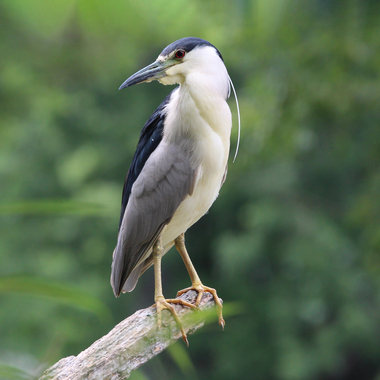 Black-crowned Night-Herons breed on islands off of Staten Island's southern shore, but find good sustenance across the entire island.
Photo: <a href="https://www.flickr.com/photos/89780664@N05/" target="_blank">Dave Ostapiuk</a>