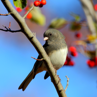 This photogenic Dark-eyed Junco found plenty of bird-friendly plantings at Snug Harbor. Photo: <a href="https://www.flickr.com/photos/120553232@N02/" target="_blank" >Isaac Grant</a>