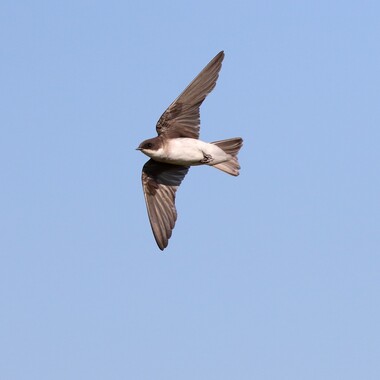 A young Tree Swallow in Wolfe's Pond Park (don't let the blurry band across its chest fool you into ID'ing it as something else). Photo: <a href="https://www.flickr.com/photos/120553232@N02/" target="_blank">Isaac Grant</a>