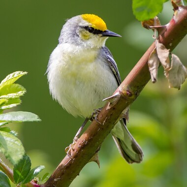 The rare “Brewster’s Warbler" (a hybrid of Blue-winged and Golden-winged Warblers). Photo: <a href="https://www.pbase.com/btblue" target="_blank">Lloyd Spitalnik</a>