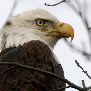A Bald Eagle in Manhattan’s Riverside Park, January 2020. Photo: <a href="https://urbanhawks.blogs.com/" target="_blank" >Bruce Yolton</a>
