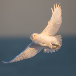 Snowy Owl in flight. Photo: David Speiser