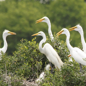 Great Egrets. Photo: Robin Fox/Audubon Photography Awards