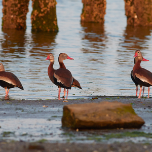 Interesting species can often be found in Marine Park, such as these Black-bellied Whistling Ducks (during an unexpected visit in 2016). Photo: <a href="https://kayeff.smugmug.com/">Karen Fung</a>
