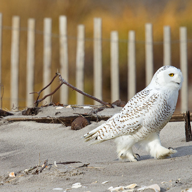 A Snowy Owl strolls on a New York City-area beach. Photo: <a href="http://www.fotoportmann.com/" target="_blank" >François Portmann</a>
