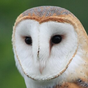 Barn Owl. Photo: Sheribeari/CC_BY-ND_2.0