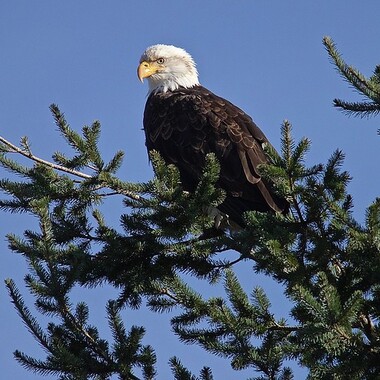 Bald Eagles, while increasingly becoming a common sight in NYC, are more often found at camping grounds nearby NYC. Photo: Jerry McFarland / Flickr CC