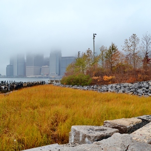 Brooklyn Bridge Park includes varied bird habitat including restored salt marsh and forested upland areas. Photo: Gigi Altarejos