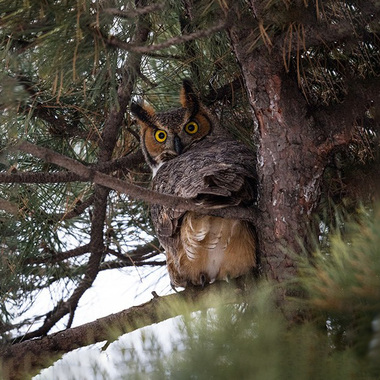 Great Horned Owls are year-round residents in Van Cortlandt Park, nesting in the late winter and early spring. Photo: François Portmann