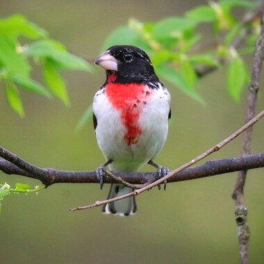 The robin-like song of the Rose-breasted Grosbeak may be heard in the woodlands of Van Cortlandt Park. Photo: Mark Moschell/CC BY-NC 2.0
