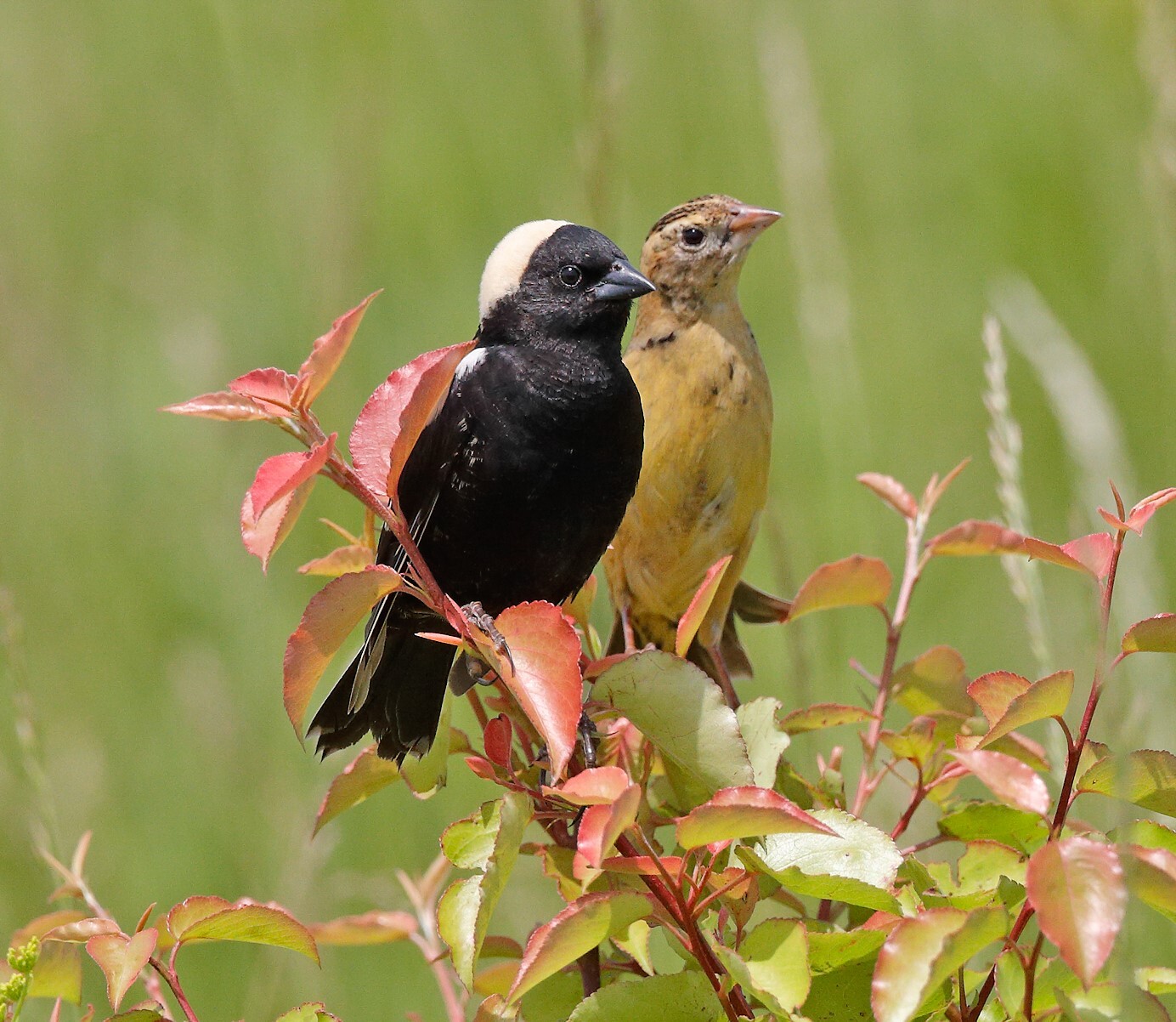 Bobolinks, a grassland species long absent as a breeding species in the City, have begun nesting in Freshkills Park. Photo: Ruhikanta Meetei/Audubon Photography Awards