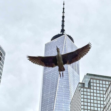 Black-crowned Night Heron in flight in downtown Manhattan. Photo: NYC Bird Alliance