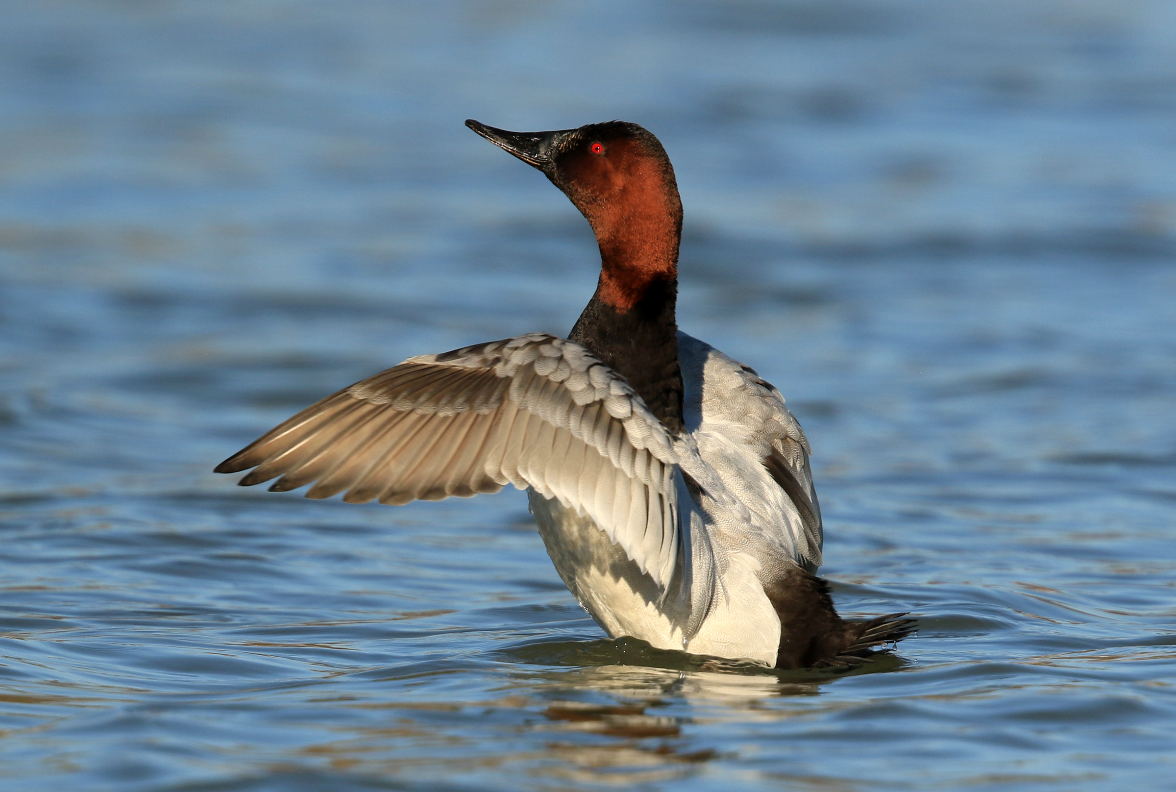 Canvasback find sustenance in the waters of Raritan Bay. Photo: Teri Franzen/Audubon Photography Awards