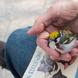 Stunned Chestnut-sided Warbler found by a Project Safe Flight volunteer. Photo: Sophie Butcher
