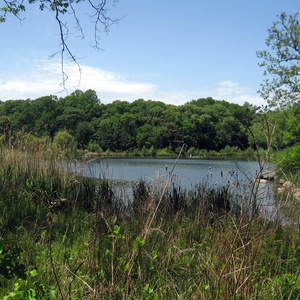 Kissena Lake hosts waterfowl such as Wood Duck and Hooded Merganser, while its rich shoreline habitat attracts both migrating and nesting songbirds. Photo: Wally Gobetz/CC BY-NC-ND 2.0