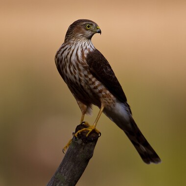 Raptors like the Sharp-shinned Hawk migrate through Conference House Park in good numbers. Photo: <a href="https://www.fotoportmann.com/" target="_blank">François Portmann</a>