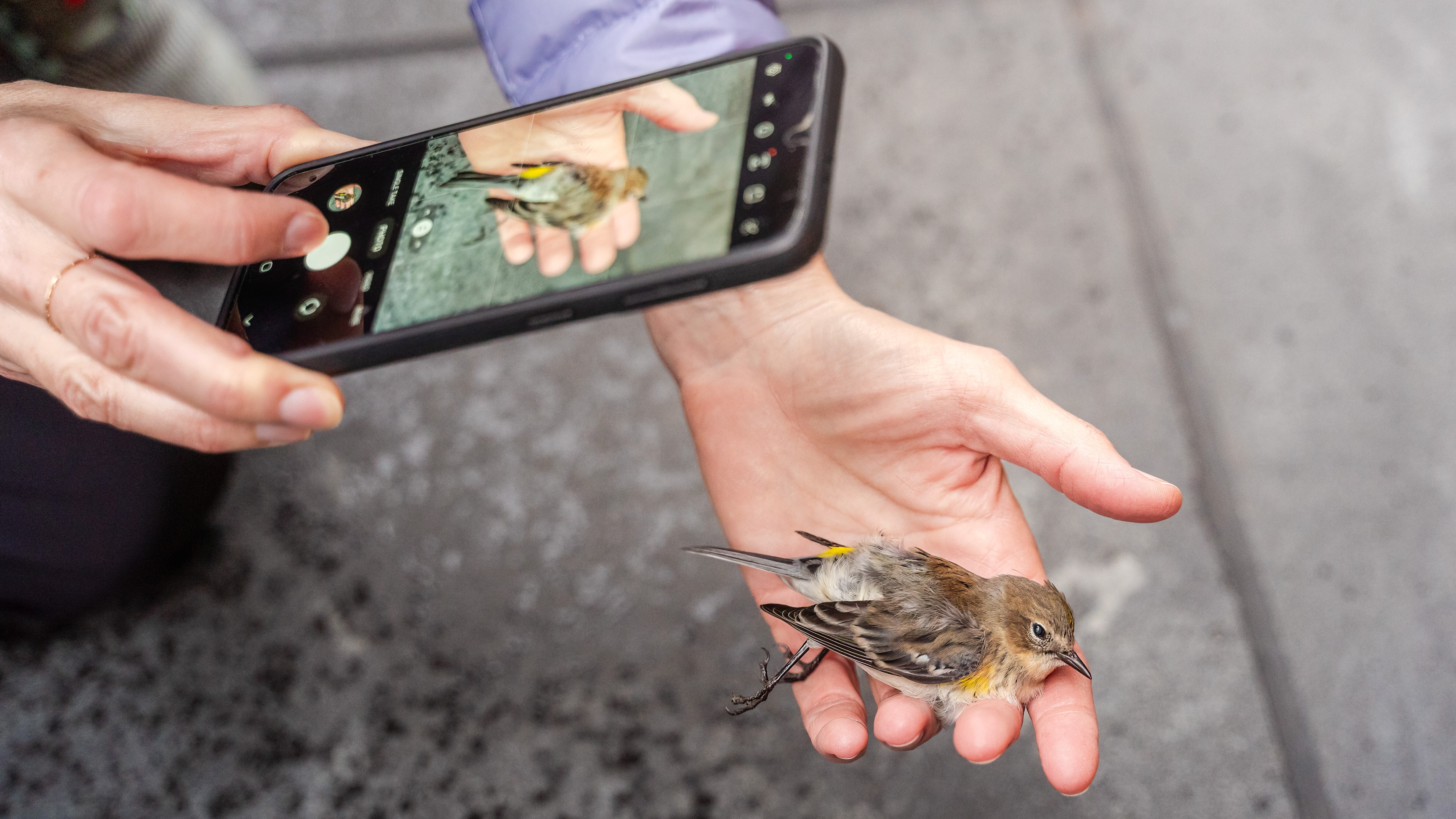 A Project Safe Flight volunteer photographs a Yellow-rumped Warbler killed from colliding with glass. Photo: Winston Qin