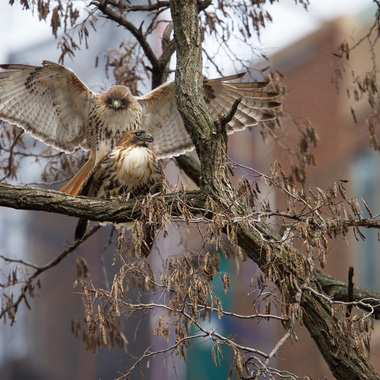 Mating Red-tailed Hawks. Photo: <a href="http://www.fotoportmann.com/" target="_blank" >François Portmann</a>
