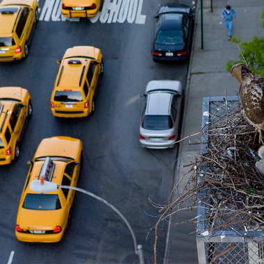 A Red-tailed Hawk feeds its nestlings by the East Village’s Tompkins Square Park. Photo: <a href="http://www.fotoportmann.com/" target="_blank" >François Portmann</a>
