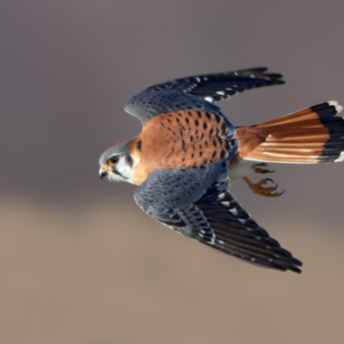 An American Kestrel in Flight. Photo: <a href="https://www.lilibirds.com/" target="_blank" >David Speiser</a>
