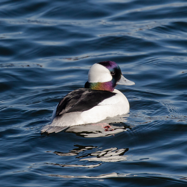 Brooklyn's west coast is a prime spot for wintering waterfowl like the charismatic Bufflehead. Photo: <a href="https://www.flickr.com/photos/144871758@N05/" target="_blank">Ryan F. Mandelbaum</a>