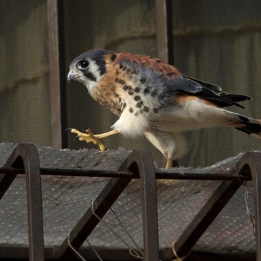 A young male American Kestrel on his way. Photo: <a href="http://www.fotoportmann.com/" target="_blank" >François Portmann</a>
