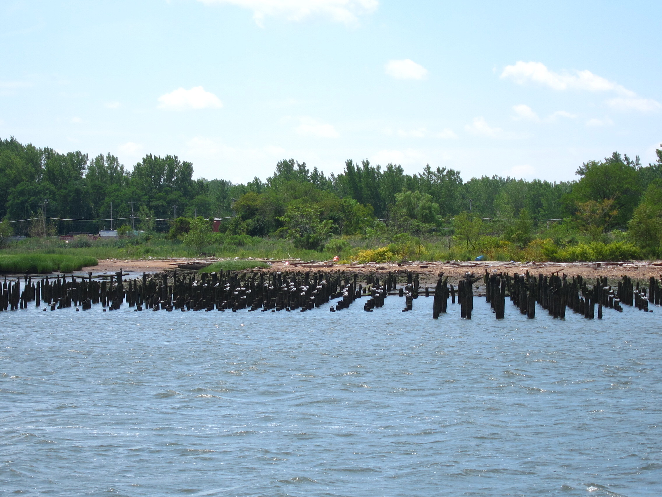 A view of Mariners Marsh from the water; though the property is a New York City Park, it is not open to the public. <a href="https://www.flickr.com/photos/themikebot/4829517096/" target="_blank">Photo</a>: Mike/<a href="https://creativecommons.org/licenses/by-nc-nd/2.0/" target="_blank" >CC BY-NC-ND 2.0</a>