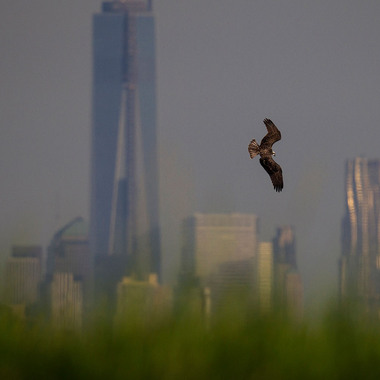 An Osprey in flight in Jamaica Bay Wildlife Refuge, Queens. Photo: <a href="http://www.fotoportmann.com/" target="_blank" >François Portmann</a>
