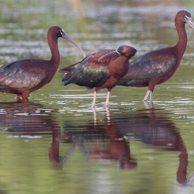 When seen in the right light, Glossy Ibis are indeed “glossy” with iridescent color. Photo: Matthew Paulson/<a href="https://creativecommons.org/licenses/by-nc/2.0/" target="_blank" >CC BY-NC 2.0</a>