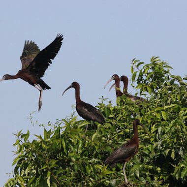 Glossy Ibis perched in trees on a nesting colony in Jamaica Bay. Photo: <a href="https://www.facebook.com/don.riepe.14" target="_blank" >Don Riepe</a>