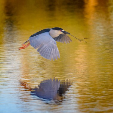 A Black-crowned Night-Heron gathers nesting material. Photo: Diana Robinson/<a href="https://creativecommons.org/licenses/by-nc-nd/2.0/" target="_blank" >CC BY-NC-ND 2.0</a>