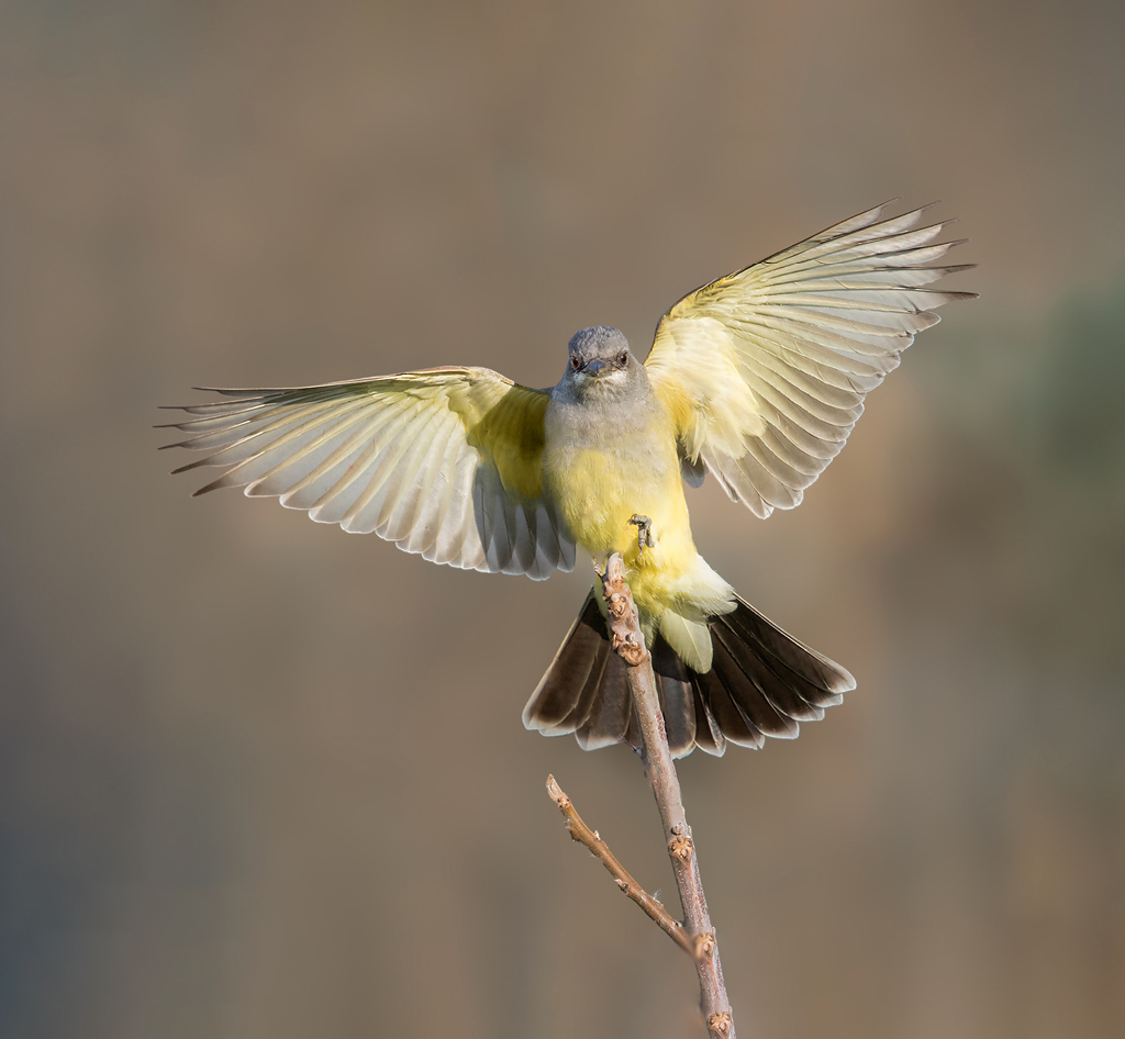 Rarities seen over the years at Floyd Bennett Field include this Cassin’s Kingbird, native to the southwestern U.S. and Mexico. Photo: <a href="https://www.lilibirds.com/" target="_blank">David Speiser</a>