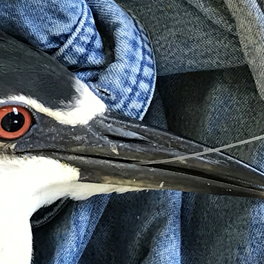 This Black-crowned Night-Heron had ingested a fish hook; it was found tangled in branches on an island during our annual nesting survey. The hook was removed and the bird was released. Photo: NYC Bird Alliance