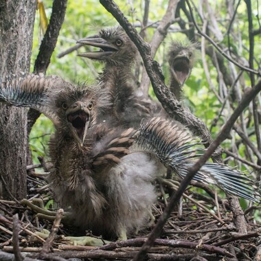 Black-crowned Night-Heron nestlings on the Bronx. Photo: Mike Feller