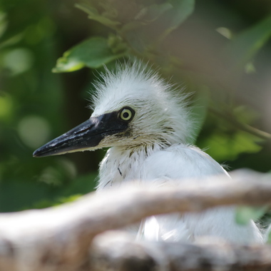 A Snowy Egret nestling. Photo: Debra Kriensky