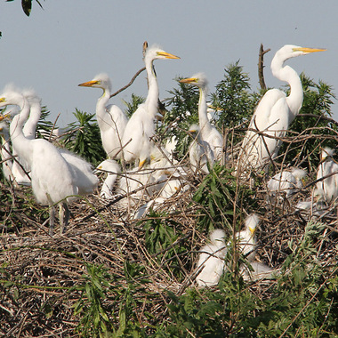 Great Egret adults and nestlings (with a few Snowy Egrets) on their nests, just a few feet from the ground, in Jamaica Bay. Photo: <a href="https://www.facebook.com/don.riepe.14" target="_blank" >Don Riepe</a>