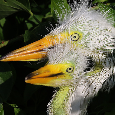 Young Great Egrets (showing their green skin) on an island in Jamaica Bay. Photo: <a href="https://www.facebook.com/don.riepe.14" target="_blank" >Don Riepe</a>