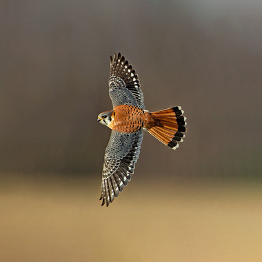 American Kestrels are year-round residents at Floyd Bennett Field, where the native grasses host plenty of grasshoppers and other prey favorites. 
Photo: <a href="https://www.pbase.com/btblue" target="_blank">Lloyd Spitalnik</a>