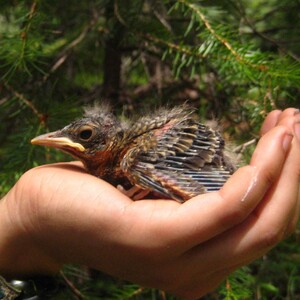 This nestling American Robin shows the patches of bare skin and sheathed “pin feathers” typical of birds this age. This bird is too young to leave the nest. Photo: Megan Jankowski
