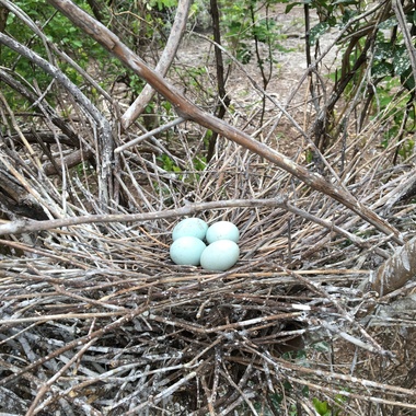 A Snowy Egret nest, constructed of fine twigs and reeds, on an island in the Bronx. Photo: Debra Kriensky