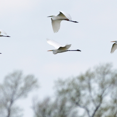 Can you find the Cattle Egret? This photo shows the difference in size and proportion between four Great Egrets and one Cattle Egret. Photo: Radovan Václav/<a href="https://creativecommons.org/licenses/by-nc-nd/2.0/" target="_blank" >CC BY-NC-ND 2.0</a>