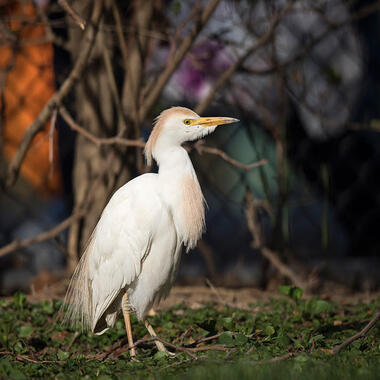 In April 2017 a breeding-plumaged Cattle Egret appeared in the courtyard of a building complex in Manhattan’s Chelsea; the bird stayed several weeks, appearing to feed on lawn insects and roosting in courtyard trees at night. Photo: <a href="http://www.fotoportmann.com/" target="_blank" >François Portmann</a>