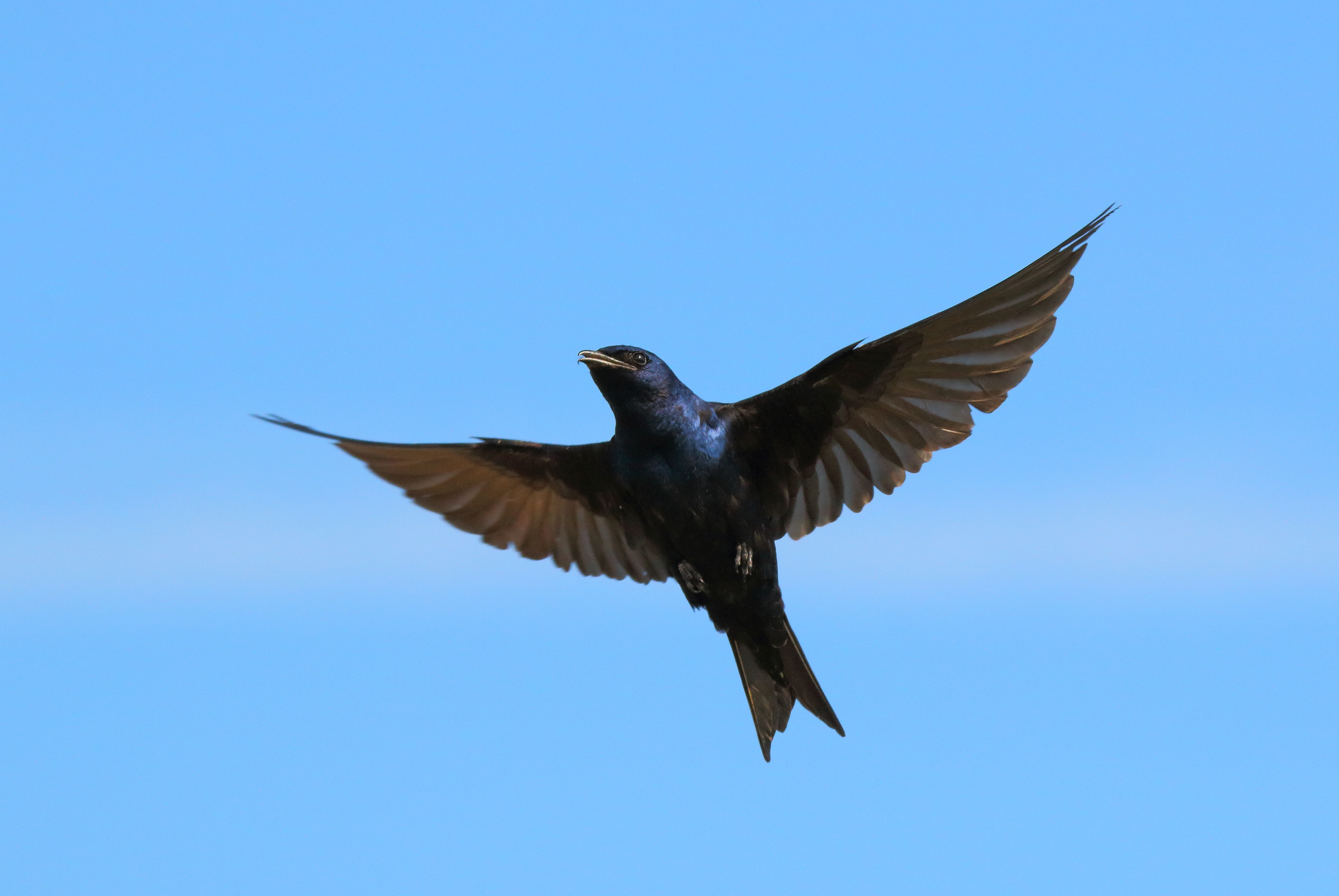 Purple Martins nest in Lemon Creek, one of only a few breeding sites in New York City. Photo: <a href="https://www.flickr.com/photos/120553232@N02/" target="_blank">Isaac Grant</a>